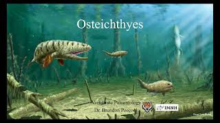 Lecture 8 Osteichthyes amp the Land Transition Feb 1 [upl. by Morel]