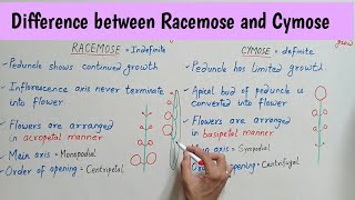 Difference between Racemose and Cymose Inflorescence  Racemose Vs Cymose Inflorescence Bilingual [upl. by Negaem]