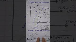 structure of nerve cell or neuron  Motor neuron  sensory neuron interneurons [upl. by Edialeda]