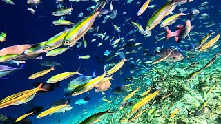 Underwater Wonders in Vilamendhoo Island Resort amp SPA [upl. by Airahs666]