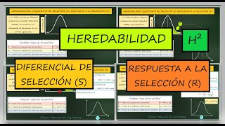 Calcular Heredabilidad Diferencial de Selección S Respuesta a la Selección R Genética [upl. by Amarillis]