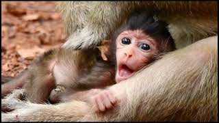 Why baby monkeys cling and how that gets exploited for social media part 4 [upl. by Zaremski]