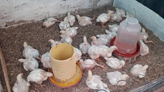 mira mis pollito pollos pollo como cuidar pollo criar pollo de engorde en cuido como criar pollo [upl. by Aitnis]