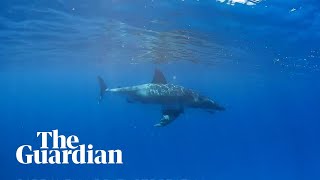 Great white shark calmly swims by snorkeller off Great Barrier Reef [upl. by Maillij]