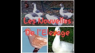 LES NOUVELLES DE LÉLEVAGE [upl. by Leyla238]