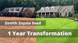 Zoysia Seed or Sod  Lawn Renovation Results  First Year Expectations [upl. by Harrat]