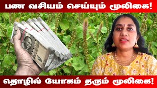 Pana Vasiyam Tamil  Tholil Yogam  Mooligai vasiyam in tamil  பண வசியம் செய்யும் அற்புத மூலிகை [upl. by Sirad]