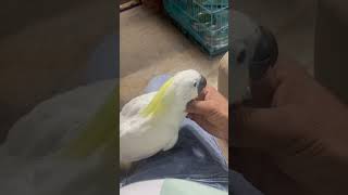 Sulphur crested cockatoo cockatoo youtubeshorts excellent birds viral [upl. by Janey]