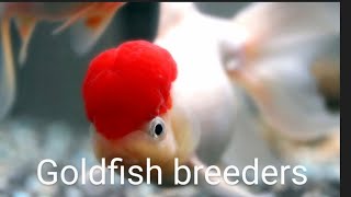 goldfish spawning goldfish breeding [upl. by Kries]