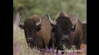 Wood Bison Field Identification [upl. by Vince]