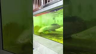 Arapaima Dinner time monster fish feeding time arapaima monster fish fishtank trending short [upl. by Karly484]