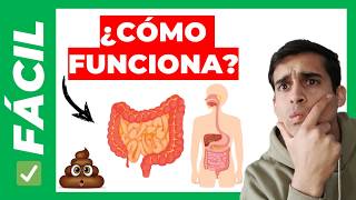 ✅FUNCIONAMIENTO del SISTEMA DIGESTIVO fácil Como es [upl. by Shantha797]