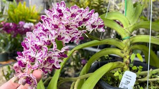 Orchid Sale Fair OFE Beautiful Orchids  January 28 2023 [upl. by Anined]