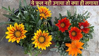 पोधा सर्दी का है पर चलता 12 Months साल भर है  Gazania Plant Care Tips  Winter Flowers 2023 [upl. by Wanyen]