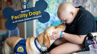 Meet the Facility Dogs at UC Davis Childrens Hospital [upl. by Maribel]