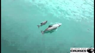 Exclusive footage of the first baby Hectors Dolphin calf spotted this season [upl. by Korney]