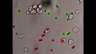 A versatile high throughput beadbased phagocytosis assay for Plasmodium falciparum [upl. by Corney]