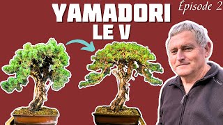 Conception d’un Bonsaï  Le V Épisode 2  🌱 NEJIKAN BONSAI 🌱 [upl. by Suoirtemed]