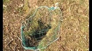 How to set a rabbit purse net  1 [upl. by Acnaiv548]