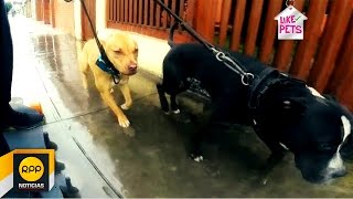 Like Pets│Conoce los Pitbulls de APBT Perú [upl. by Jory306]