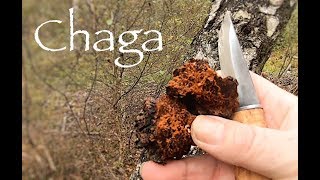 Chaga Hunt [upl. by Suehtomit]