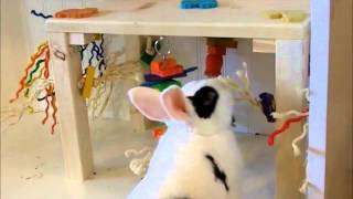 Lola our Pet Rabbit Playing with Her First Activity Zone from PetRabbitToyscom [upl. by Iona]