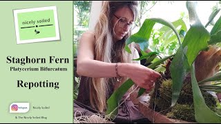 Platycerium Bifurcatum PART 2 REPOTTING  a New Home for my Staghorn Fern [upl. by Hertzfeld]