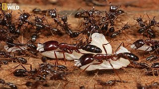 National Geographic Documentary I military discipline of ants I BBC Wildlife [upl. by Chaworth890]