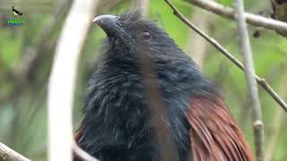 Burung bubut Sang Penjaga Ekosistem Pertanian [upl. by Vergil]