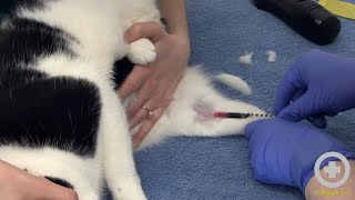 How to Draw Blood From the Medial Saphenous Vein of a Cat [upl. by Dnomder329]