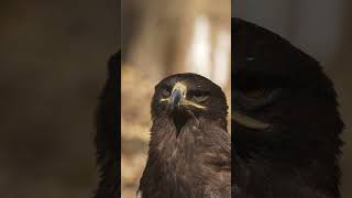 GOLDEN EAGLE MASTER OF THE SKY NATURE WEILDLIFE ANIMALS SONYA6700 4K 4kwildlife [upl. by Vivian]