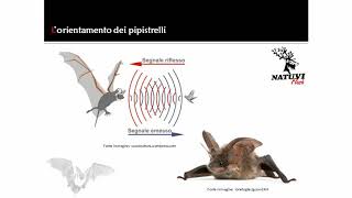 Lorientamento dei pipistrelli [upl. by Akiehsal]