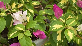 Rare Bougainvilleas bougainvillea [upl. by Tsirc180]