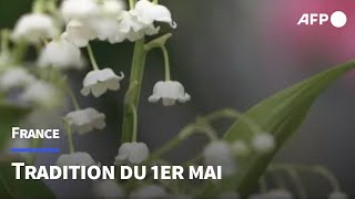 À la veille du 1er mai les brins de muguet fleurissent sur les étals  AFP [upl. by Araldo]