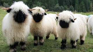 Valais Blacknose Sheep  World’s Cutest Sheep [upl. by Onaicilef]