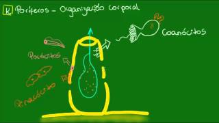 Organização corporal dos poríferos  Zoologia  Biologia [upl. by Niwled100]