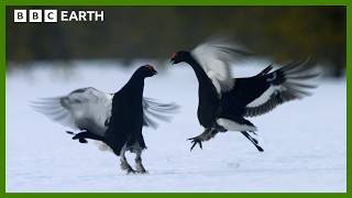 The Most Important Dance Of This Birds Life  Earth’s Great Seasons  BBC Earth [upl. by Nnyletak]