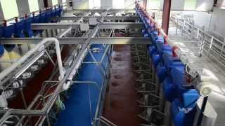 Fullwood HB50 herringbone milking parlour in action [upl. by Adamski127]