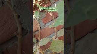 Plants seeds grow liy bulb bhi lagadey hai meesho sy Green Nagari 💚 vlog video [upl. by Ahsiliw]