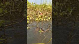 Amazing Hook Fishing video in Beel Pond water trapfishing hookfishing catchfish shorts [upl. by Atinek]