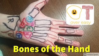 Bones of the Hand and How to Palpate Them [upl. by Scever937]