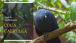 Blue Coua Coua Caerulea [upl. by Haraf]