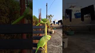 Parrot Playing Crippling ▶️ 👌 4K VIDEO [upl. by Buatti]