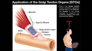 Function of Golgi Tendon Organs GTOs in Movement amp Exercise [upl. by Ahtanoj]