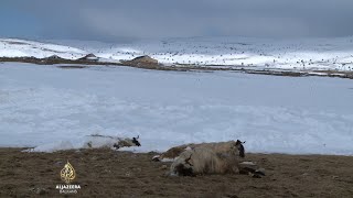 Stradanje ovaca u okolini Glamoča [upl. by Berglund]