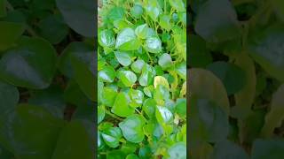 peperomia pellucidadhiya thippili දිය තිප්පිලි [upl. by Aynahs]