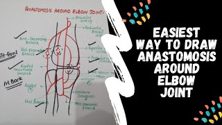 Anastomosis Around Elbow Joint  Upper Limb [upl. by Nylatsyrc]