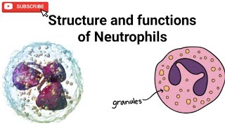 Structure and functions of Neutrophils and neutrophils granules [upl. by Ardnoel889]