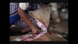 Shark Finning The Shocking Truth [upl. by Niltac]