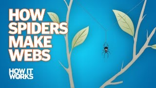 How Spiders Make Webs [upl. by Kendal]